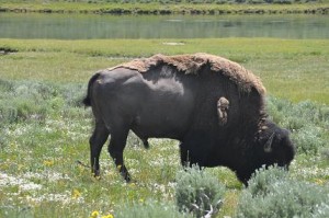 54s.bison