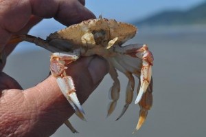97s.crab