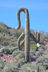 AZ27.op.saguarofunny