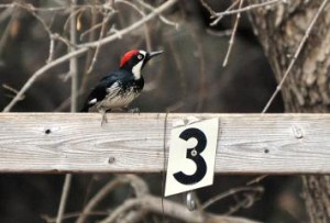 AZ36.madera.woodpecker
