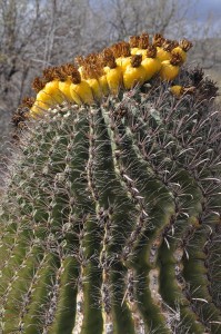 AZ41.pata.cactus