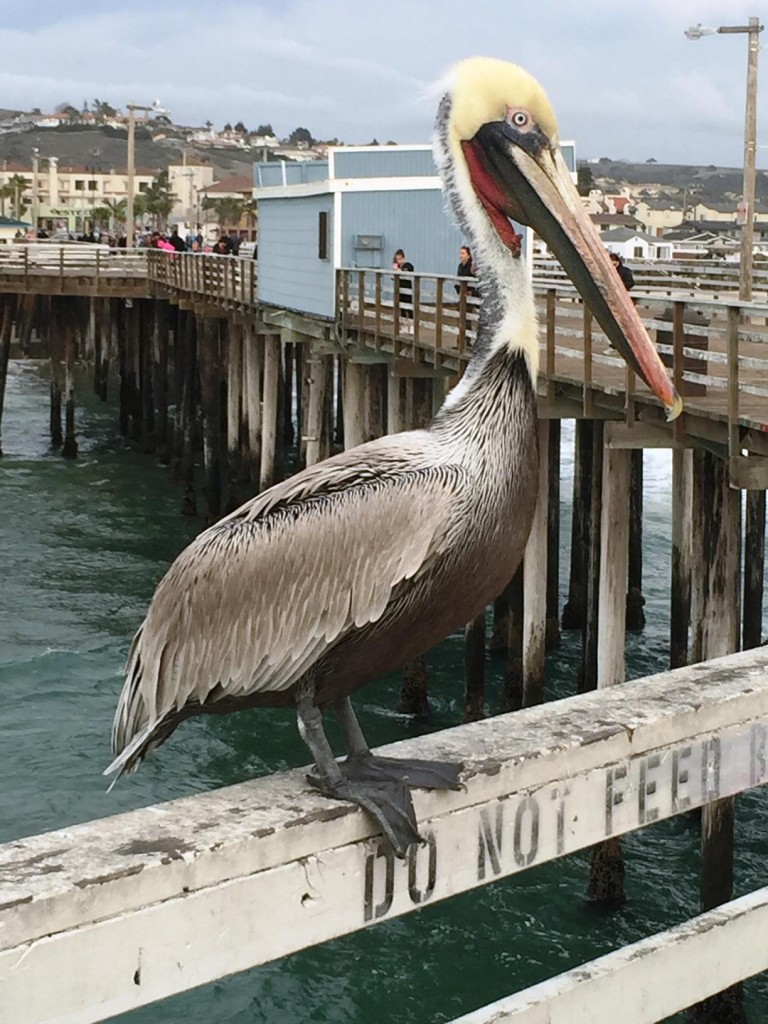 PB9.pelican