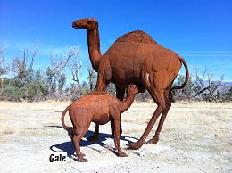 47385-camels.jpg