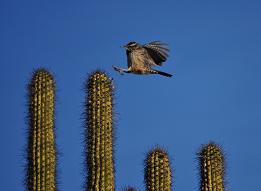 49893-cactuswren.fly.jpg