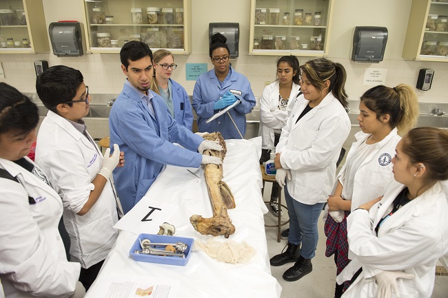 High School Biomedical Scholars explore guided displays of human anatomy as part of the Pomona Health Career Ladder’s Forensics Academy at the Western University of Health Sciences campus. (Photo Courtesy of Jeff Malet, WesternU)  