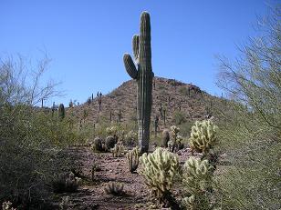 26128-cactus.jpg