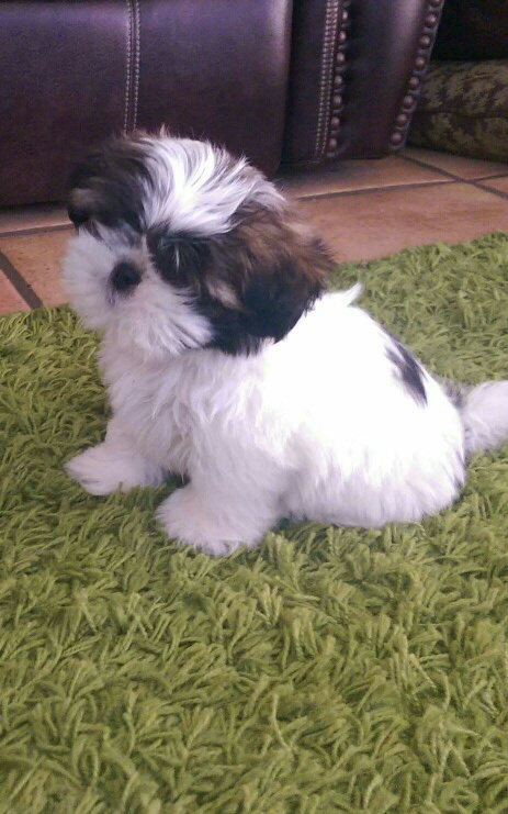  to have returned: their 7yearold daughter’s teacup Shih Tzu puppy
