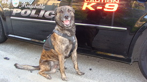 k9 police wallpaper montebello dies dog desktop wallpapersafari lung weakness showed necropsy collapse caused died report his when