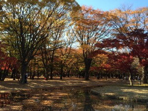 How beautiful the turning leaves are in Tokyo's Yoyogi Park right now.