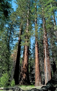 Sequoia trees by Staff Photographer Walt Mancini