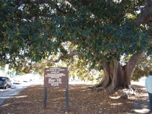 The huge Moreton Bay Fig Tree in Plaza Park was planted in 1874.