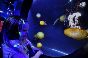 Jellyfish exhibit at Sea Life Aquarium at Legoland (photo courtesy of Legoland)