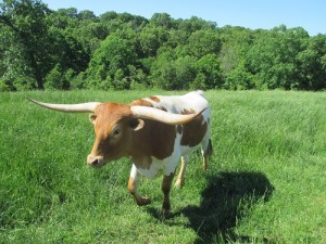 Dogwood Park's tram ride gets visitors up close to wildlife, including this longhorn.